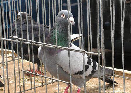 Rififi chez les médecins pigeons : le masque tombe !