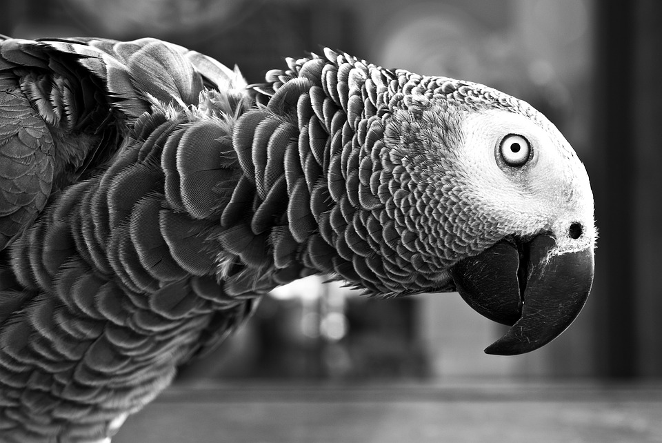 parrot-1246663_960_720