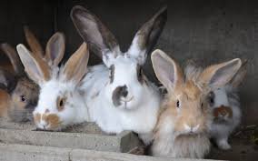 «J’ai 2 à 3 lapins par jour» : comment lutter contre le phénomène des rendez-vous médicaux non honorés ?